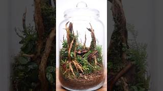 Making a moss terrarium in a jar