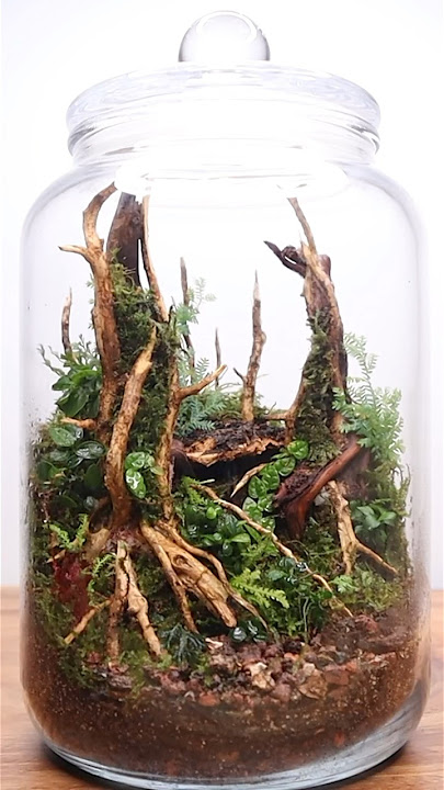 Moss Terrarium – I Can Make This