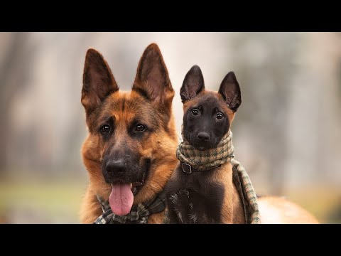 Video: 10 darčeky Valentína pre vašu šteňatú lásku