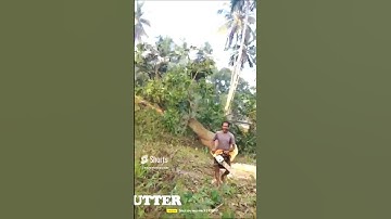 cutting large mango tree with the help of stihl ms 461