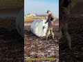 エコな牧場管理：伝統的な方式によるロールベールフィーダーの設置と給餌プロセス #works #agriculture #livestock #equine #ranch
