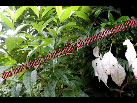 Video: Nplooj Guava Txiv Hmab Txiv Ntoo - Dab Tsi Yog Ntau Yam Ntawm Guava Tree