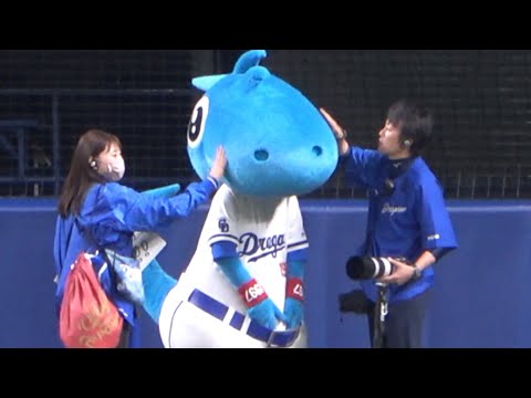 スタッフ2人がかりで顔の毛繕いをしてもらうシャオロン (2023/05/26)