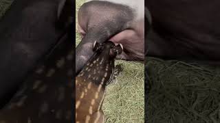 Malayan Tapir Calf Nyawa Nursing