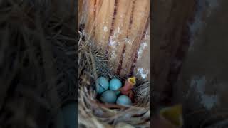 Baby Western Blue Bird hatched out today June 10th 2026 #babybirds #birds #nature #nest