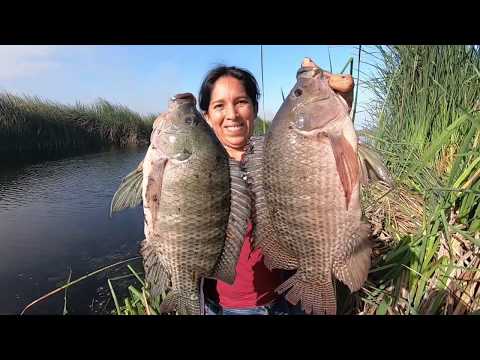 PESCA de Grandes Tilapias Mojarras en Laguna con #Atarraya 100