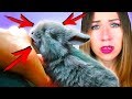 СПАСАЮ СЛЕПОГО КРОЛИКА КАК ОТКРЫТЬ ГЛАЗКИ? ПЯТЬ КРОЛЬЧАТ | Elli Di Pets