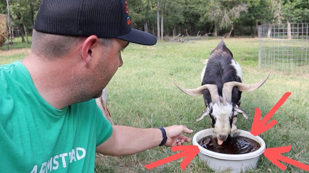 Goats LOVE This! They Have a Sweet Tooth! YouTube