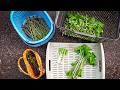 超秘境に劇薬トゲだらけの山菜とその親戚採りに行く