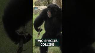 🔥RARE Vocal Hybrid Primate Adam Likes To Throw Stuff