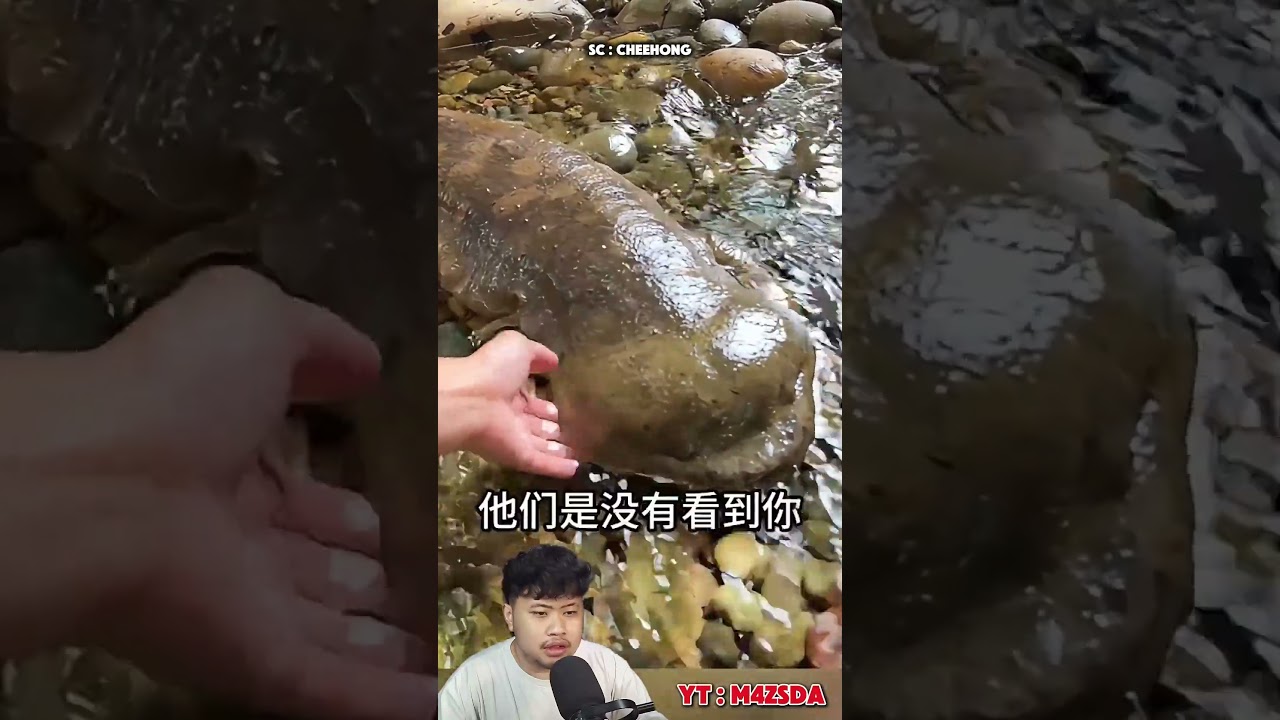 Makhluk Amphibi Paling Unik Didunia! 