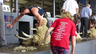 Royal Highland Show 2019 Sheep Shearing Senior Final