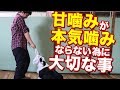 愛犬の甘噛みが本気噛みにならないように大切なことをお話します。本気噛みになるとケガさせちゃい大変です。