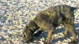 Abinka stopa.wmv