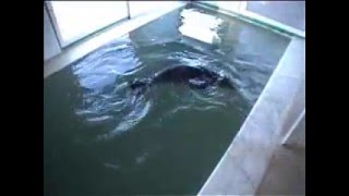 BADEM - Öksüz Yavru Fok - Orphan Monk Seal Pup
