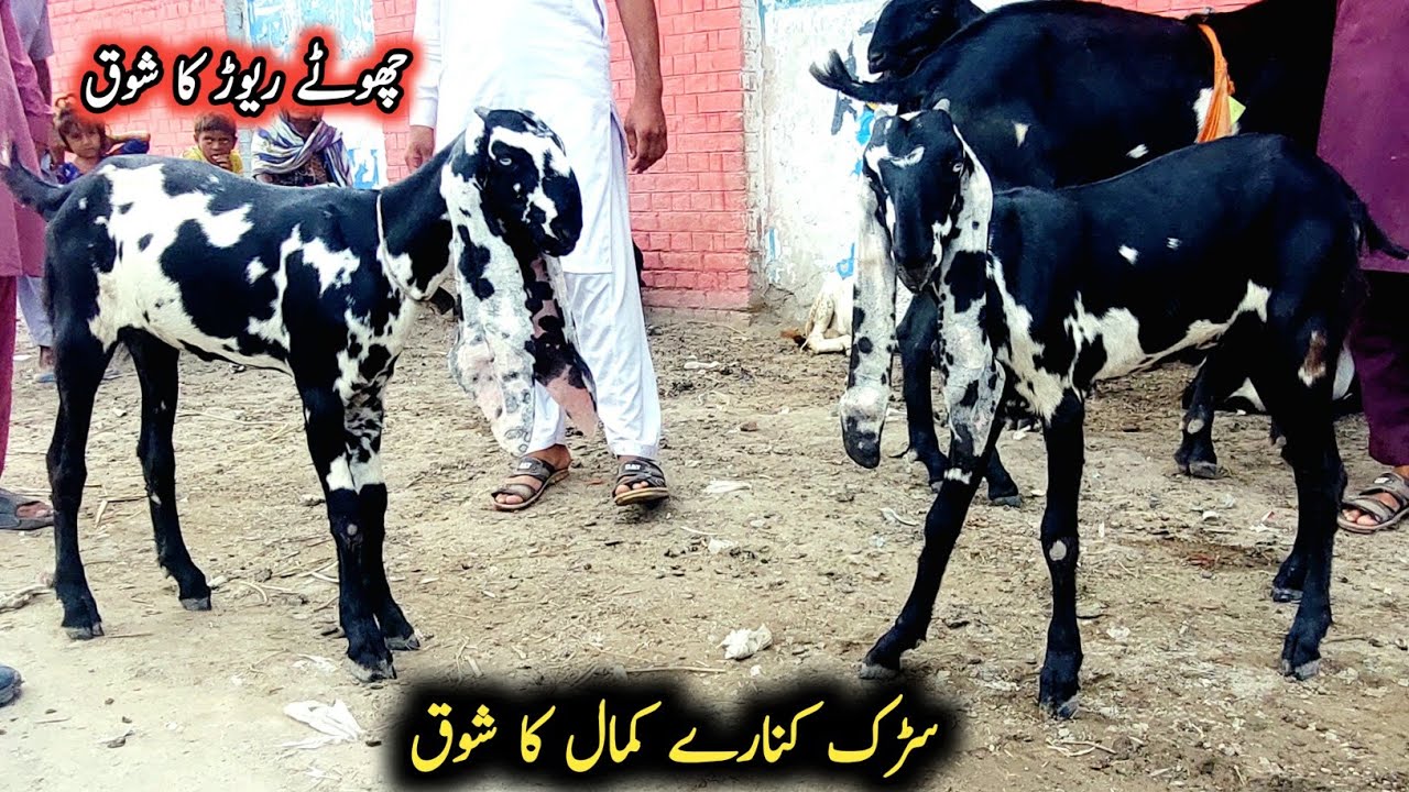 Black Beetal Goats Herd In Arifwala-سڑک کنارے بکری کا شوق -Bakri Farming 2025