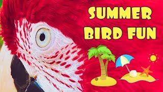 Parrot Chat While I Preen Pin Feathers | No More Bird Community Drama For Me | Summer Birdie Fun
