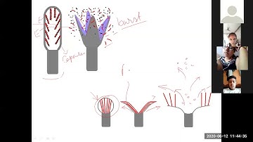 Spore Dispersal Mechanism of Bryophyta