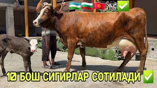 10 БОШДАН ОШИК СУТГА ЧЕМПИОН ШВЕД ОЛА ТАРГИЛ СИММЕНТАЛ СИГИРЛАР СОТИЛАДИ SIGIRLAR NARXI 27 июля 2026