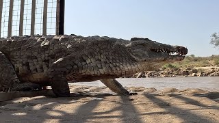Daring Mission to Move a Dangerous Crocodile | Sheldrick Trust