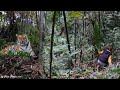 Build a bamboo water shelter, survive alone in the jungle, camp under a waterfall.