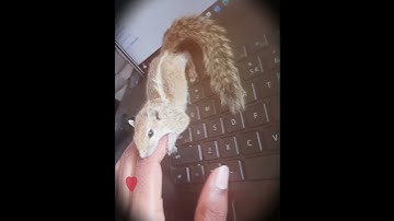 Thumbnail of ##the little 🐿️ squirrel spirit feels me as its safe place##