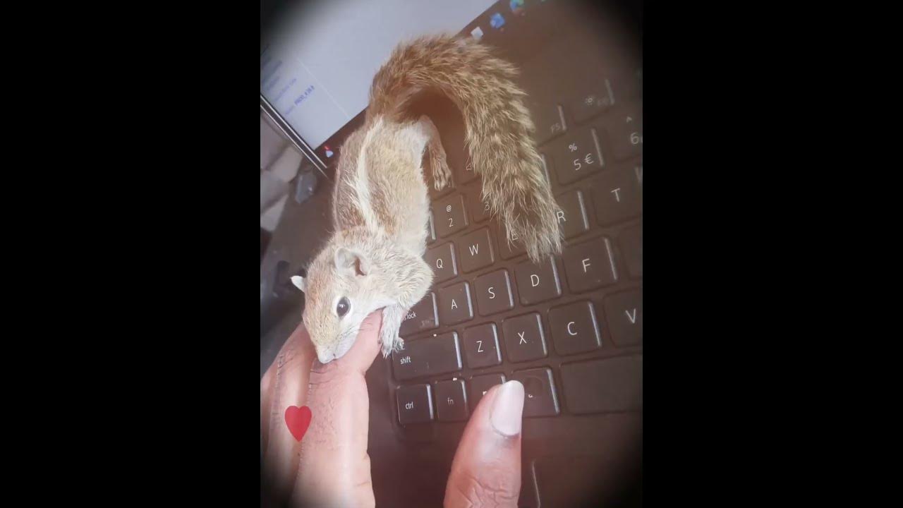 ##the little 🐿️ squirrel spirit feels me as its safe place##