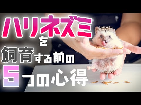 【ハリネズミ】飼い始める前の5チェック！これが守れなきゃ飼えません！