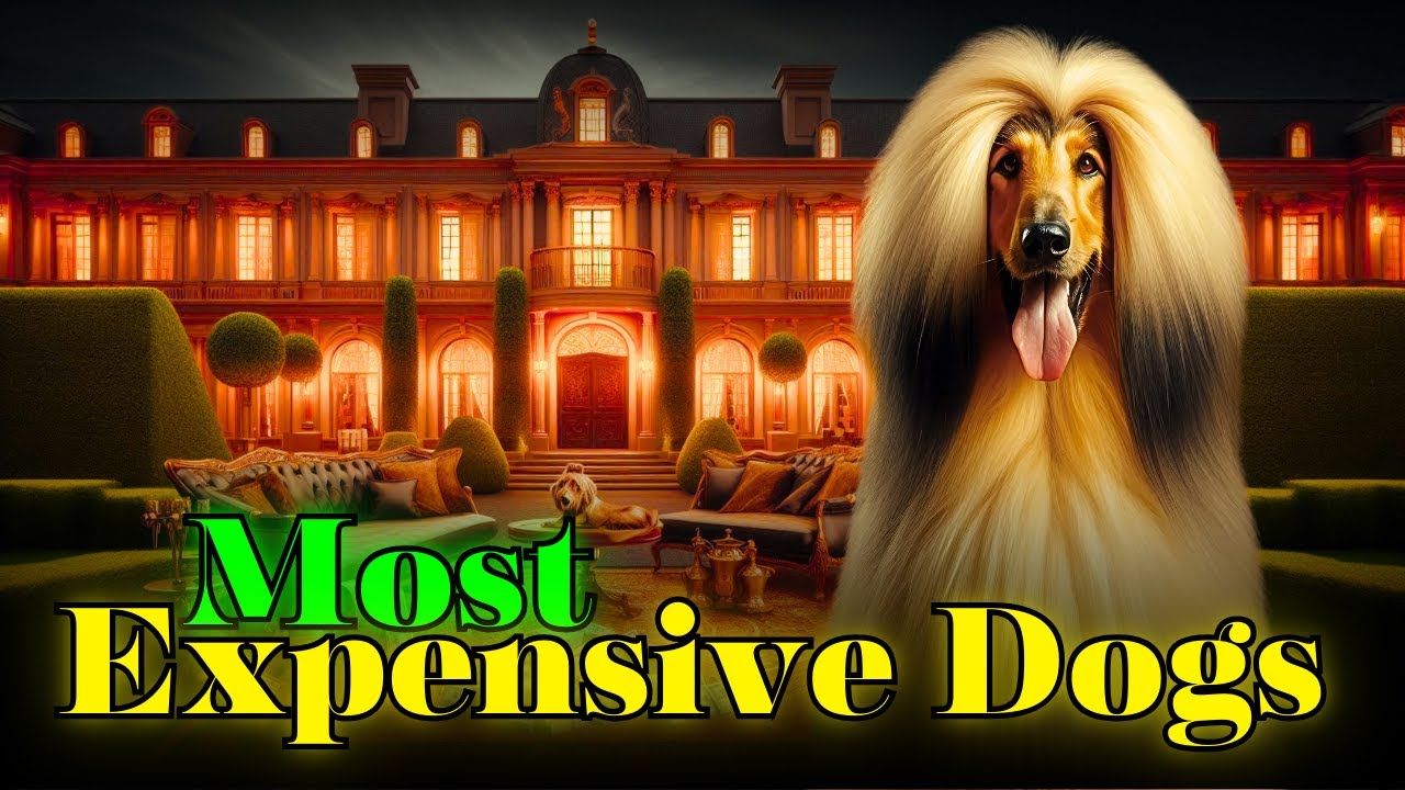 Top 10 Expensive Dog Breeds Only For the Rich Persons | Top 5ology