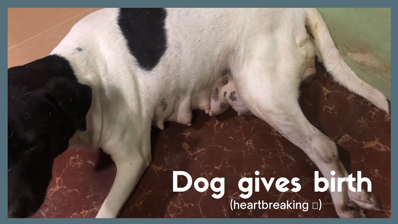 Dog Giving Birth (heartbreaking 💔) - YouTube