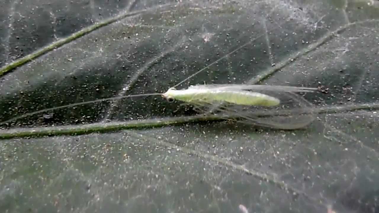 Alas de encaje (Chrysoperla lucasina)