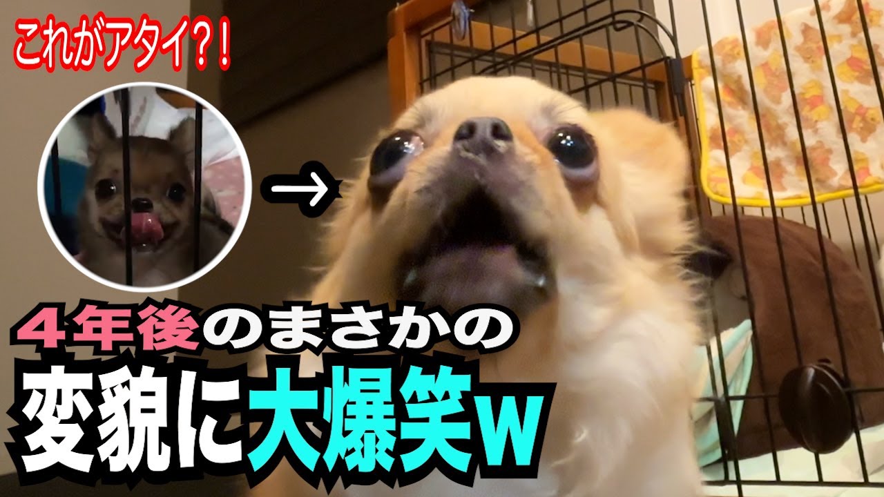 【４年後まさかの変貌に大爆笑】