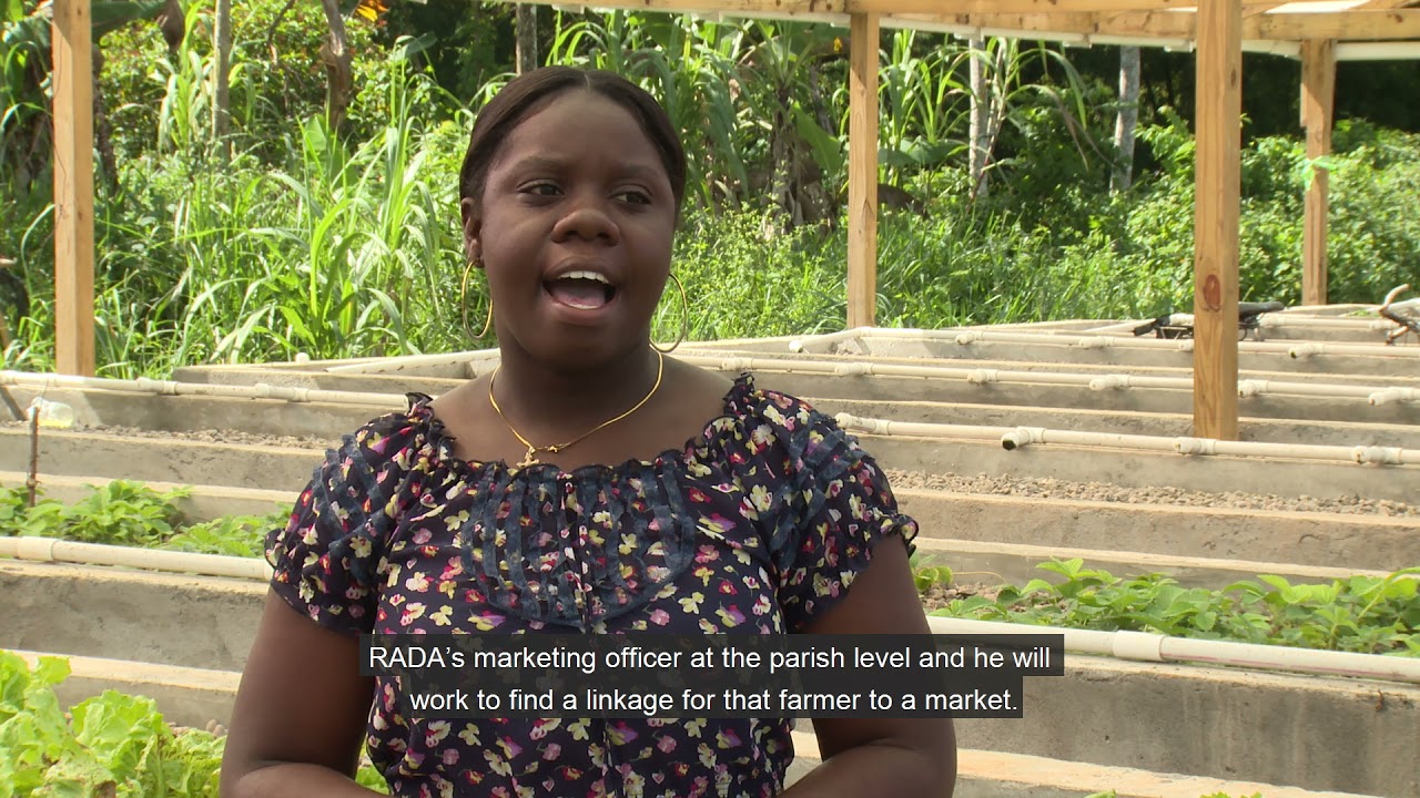 Climate Innovation - Aquaponics farming in the Upper Rio Minho Watershed, Clarendon