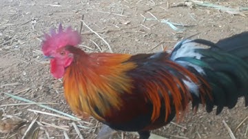 Los peb saib qaib nawb yog leej twg xav yuav no hu rau tus tswv qaib kiag