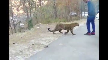 Himalayan Leopard || Kullu Banjar Valley|| Manali Himachal Pradesh