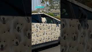 When The Cybertrucks Dog Wrap Has The Actual Dog Inside 🤯 #cybertruck
