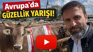 Avrupa inek güzellik yarışı