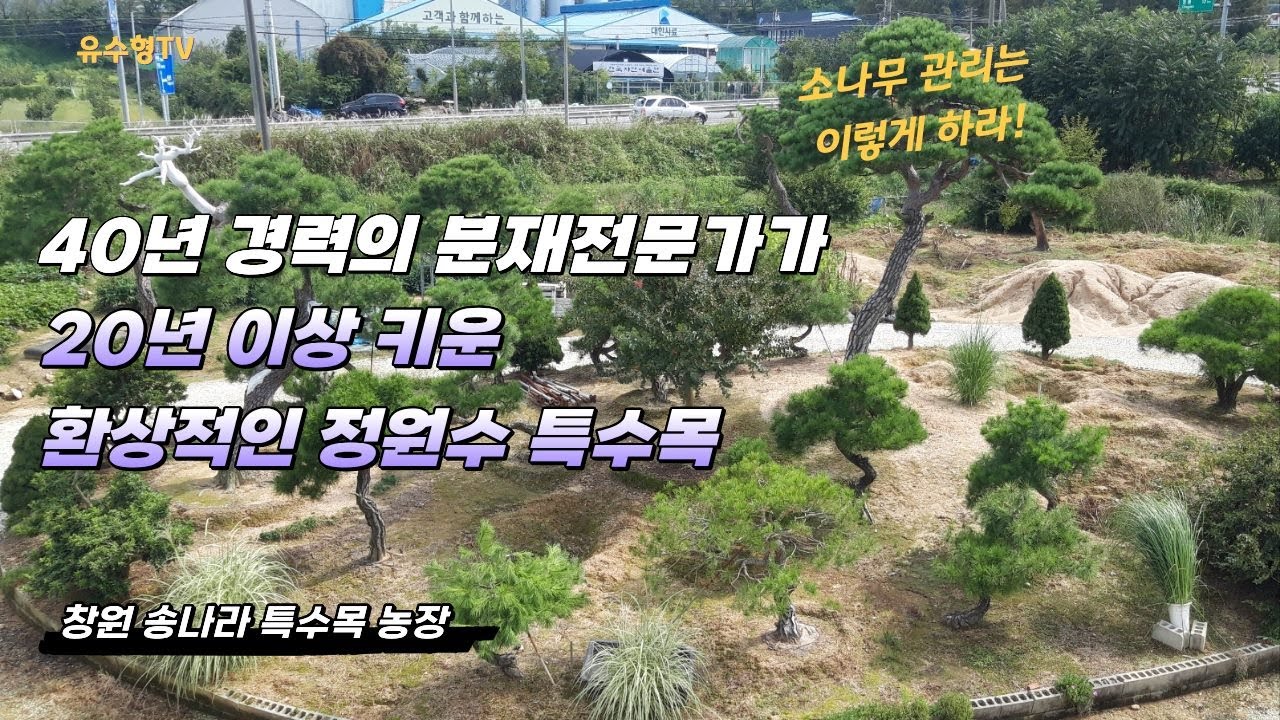 정원수 관리의 끝판왕! 최고의 특수목 농장! 소나무 관리의 롤모델! 모든 수식어가 아깝지 않은 창원 송나라 농장 #소나무특수목 #정원수관리 #정원수특수목 #소나무전정 #특수목판매