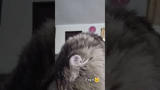 CAT FEEDING time #cat #cats #catshorts #shorts #shortvideo #viral #viralvideo #viralshorts #pets