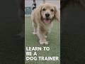 Learn to be a Dog Trainer - #dogtrainer #dog #dogtraining