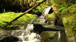15 Minute Place of Serenity-Babbling Mountain Brook