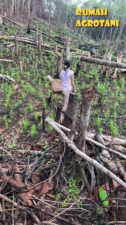 Menanam Padi di Lahan Kering? Bisa