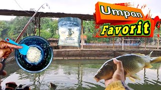 Umpan ikan mas favorit || untuk mancing ikan mas harian dan lomba || Langsung tes