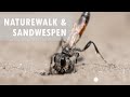 Naturewalk und Sand-Wespen in der Lobau