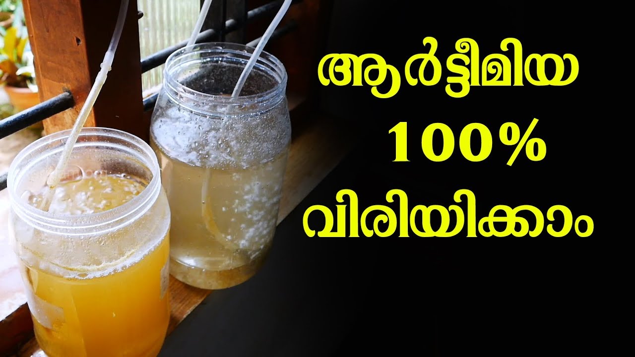 ഇന്ത്യൻ ആര്‍ട്ടീമിയ വിരിയിക്കാം, വെറും 24 മണിക്കൂറിൽ | Indian  Artemia Culture | Hatching Tips