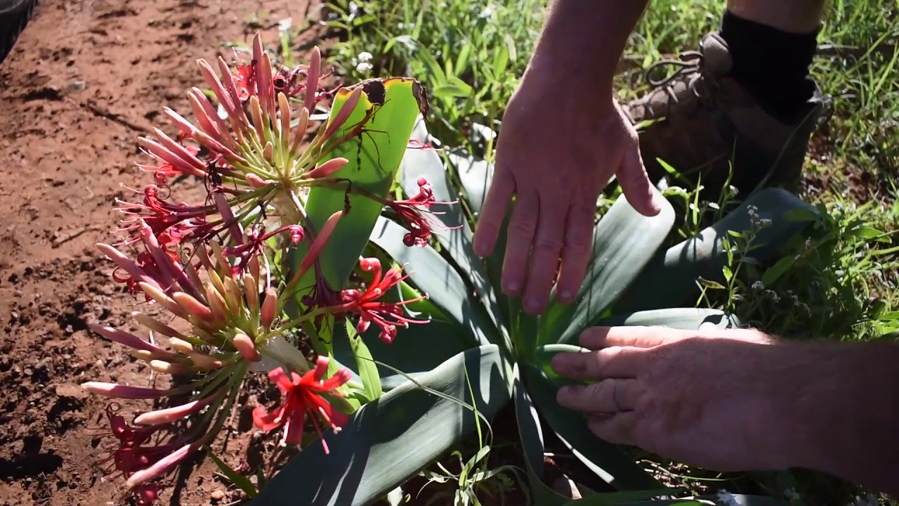 RHULANI INSIGHTS 133 - A Rock Orchid in Madikwe 