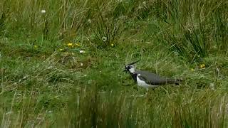 Lapwing in the Marsh