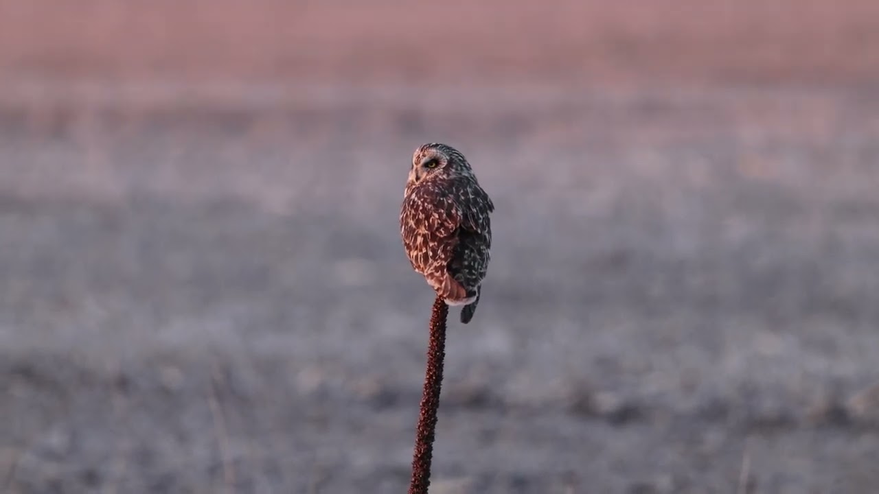Short Eared Owl