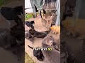 #awww #Kadse #Kernschmusion #Oh Neim! #smol #sound #video #würde alle