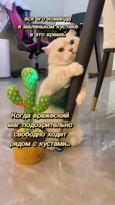Кто проверит кусты? 😁 #stigmat #mlbb #mobilelegends #mobilelegend #млбб ...